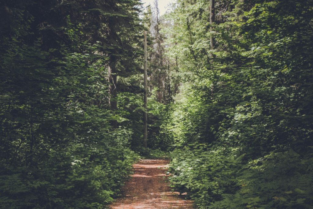 A path in the forest as a symbol of thought-leadership content telling its consumers where to go from here.